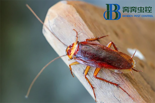 蟑螂的危害及消灭方法？