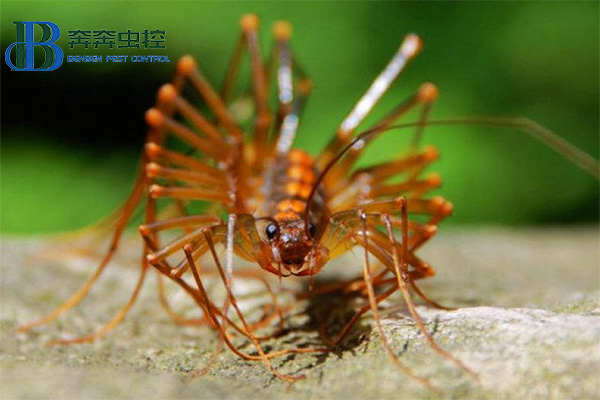 家里出现了蚰蜒我们该怎么办呢？