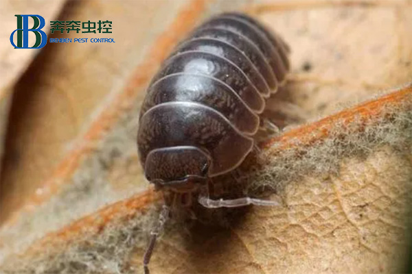 鼠妇是什么，对人有害吗？