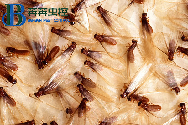 白蚁的种类