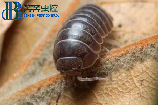 鼠妇习性特征及防治方法