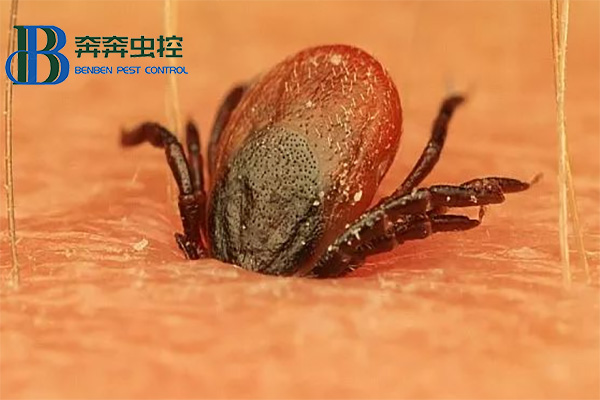 夏日注意蜱虫的侵害！