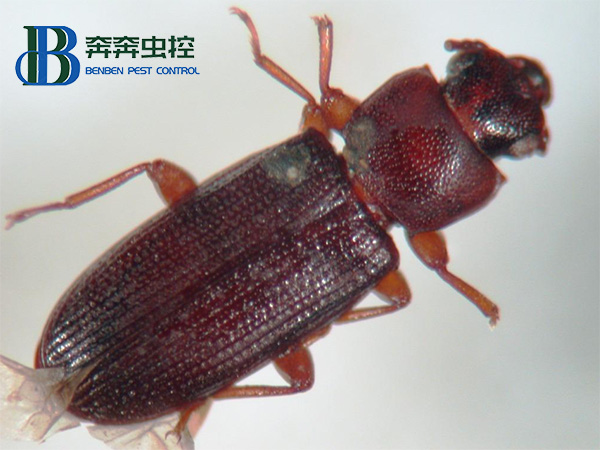 谷盗的生活习性及综合防治