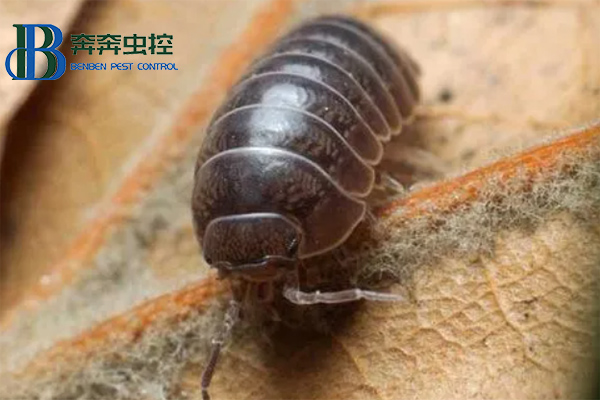 鼠妇是什么，对人有害吗？