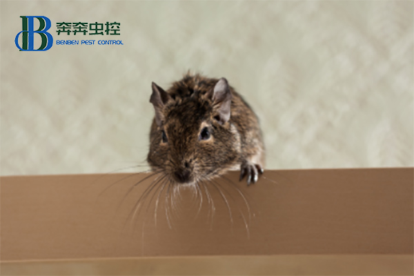 家里有老鼠入侵，家庭如何灭鼠？