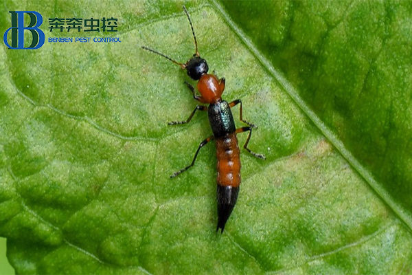 夏日蚊虫多，小心隐翅虫！