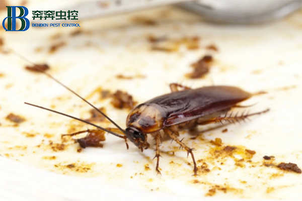 如何高效的杀灭蟑螂？