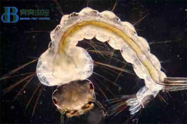 &ldquo;孑孓&rdquo;，你认识么？