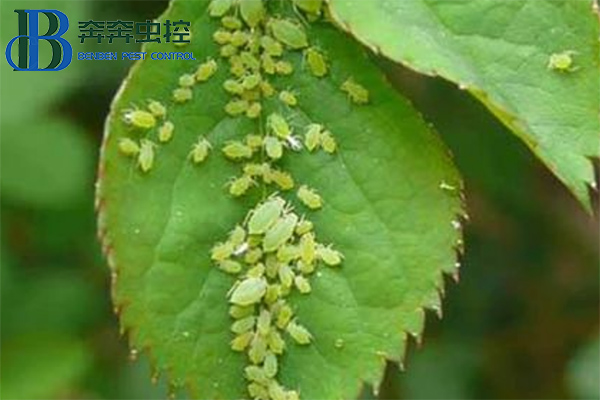 教你如何防治蚜虫，一季无蚜虫