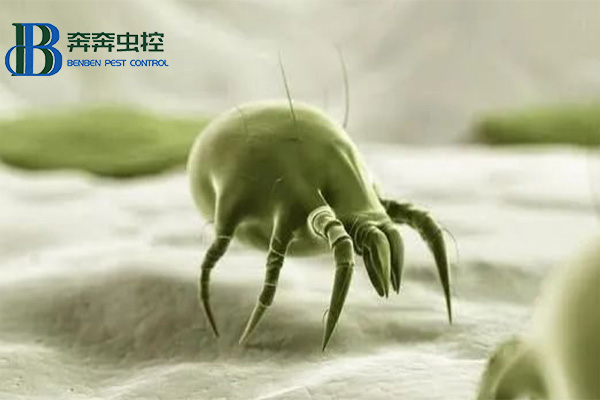 夏季螨虫来袭，如何防治螨虫