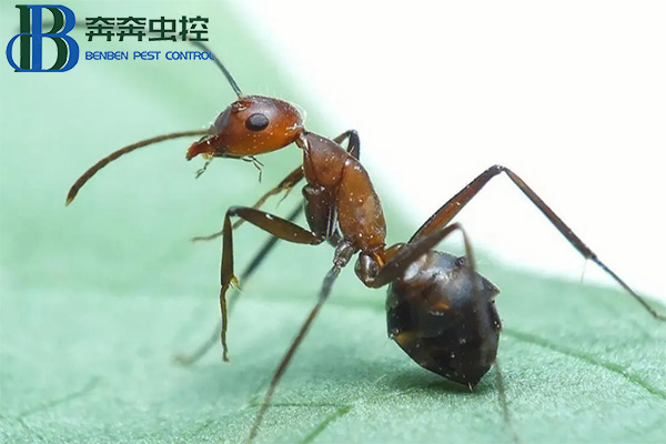 红火蚁的危害有哪些？如何防治红火蚁？