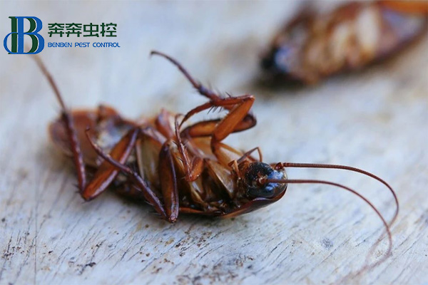 驱除蟑螂小妙招