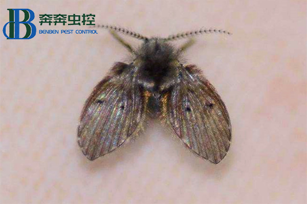 卫生间里来了蛾蠓怎么办？