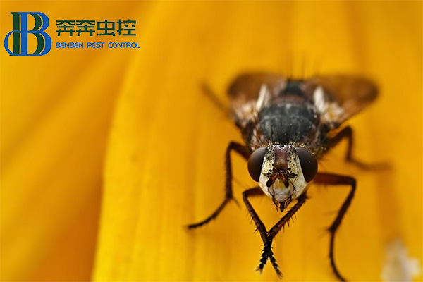 苍蝇为什么总喜欢"搓手"？