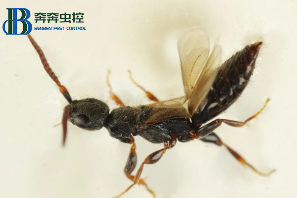 如何灭肿腿蜂？