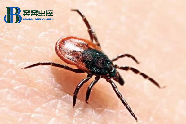 蜱虫的科学防治