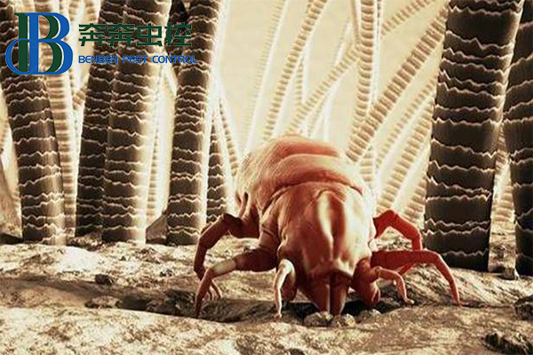 小小的螨虫大大的危害