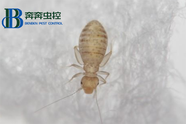 家里有书虱，应该怎么消灭干净？