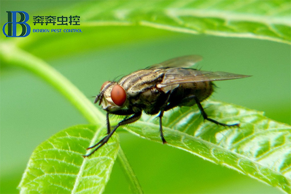 ?消灭苍蝇，你知道有多少招吗？