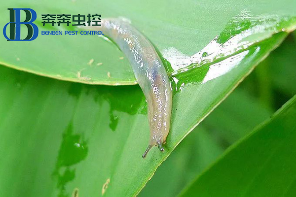 雨后蛞蝓出没，防治有妙招！