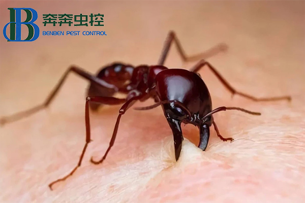 红火蚁有多可怕？如何防治！