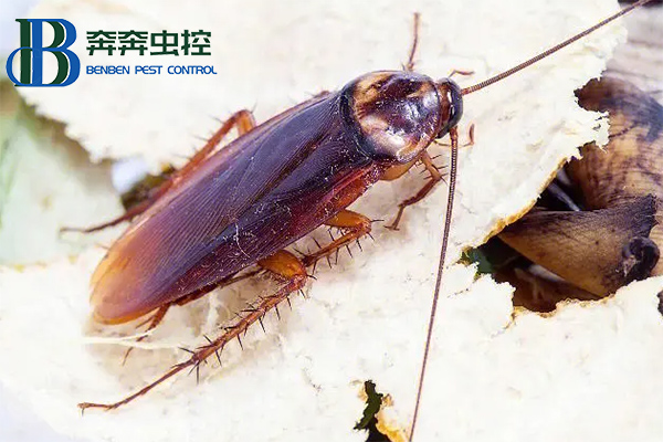 如何高效的杀灭蟑螂？