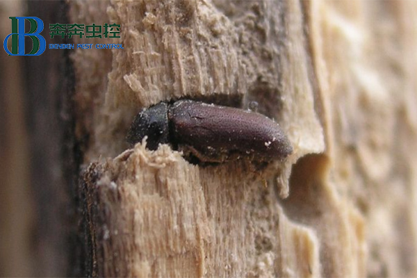家里木材上发现粉蠹虫怎么办？