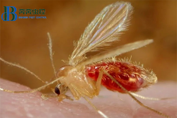 白蛉，吸血小恶魔