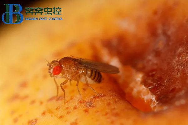 果蝇的危害与防治，果蝇怎么消灭？