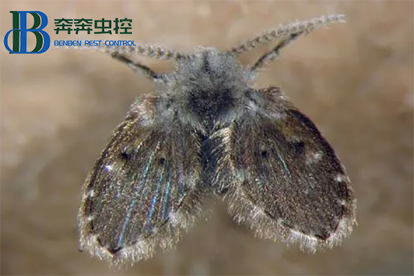 下水道蛾蠓幼虫长什么样？蛾蠓怎么消灭？