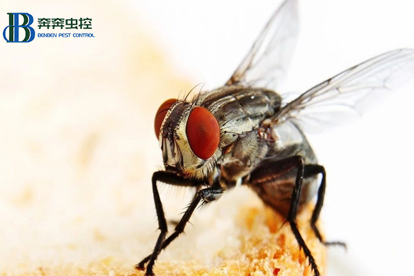苍蝇的危害及防治方法