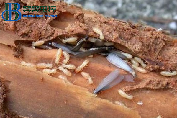 白蚁来了，如何防治？