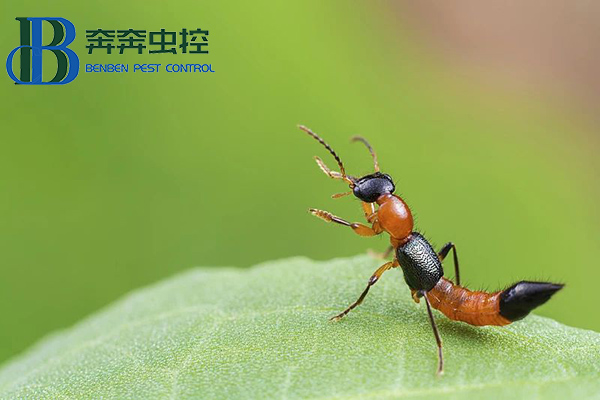 夏日蚊虫多，小心隐翅虫！