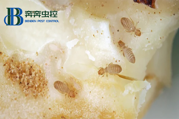 书虱的习性危害及防治方法