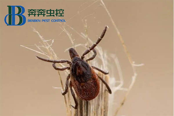 蜱虫如何正确防治？