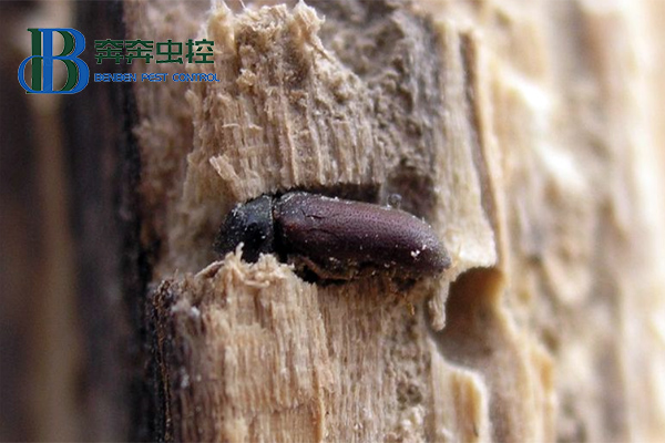 藏在木质家具里的虫子是什么？