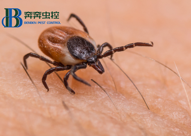 如何避免被蜱虫叮咬