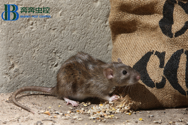 如何灭老鼠？让上海灭鼠公司来告诉你！