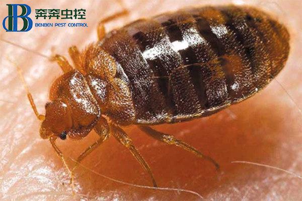 家里的臭虫是怎么来的？