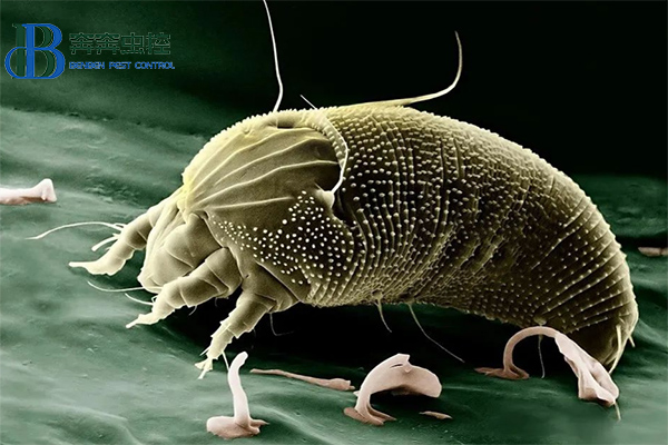 螨虫系列之疥螨