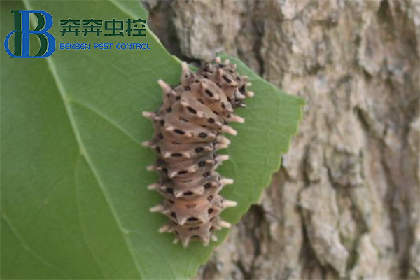 最近上海街头这种虫子横行？