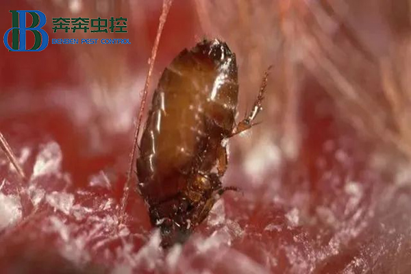 家里有了跳蚤怎么处理干净？