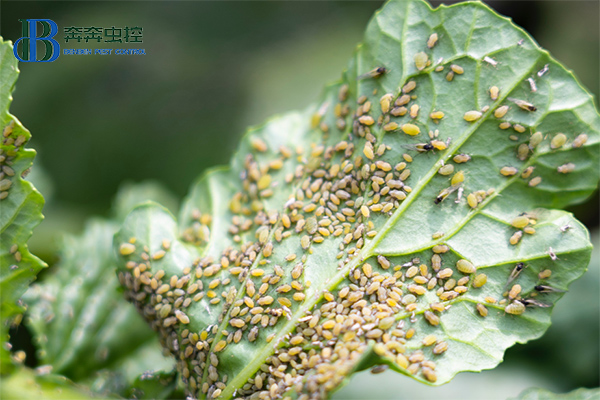 蚜虫大爆发，上海虫控公司教你如何防治蚜虫！