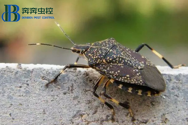 椿象有哪些危害，如何防治？