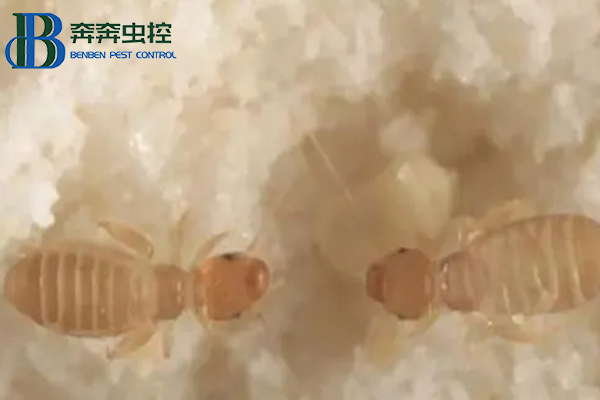 家里为什么有书虱？书虱如何治？