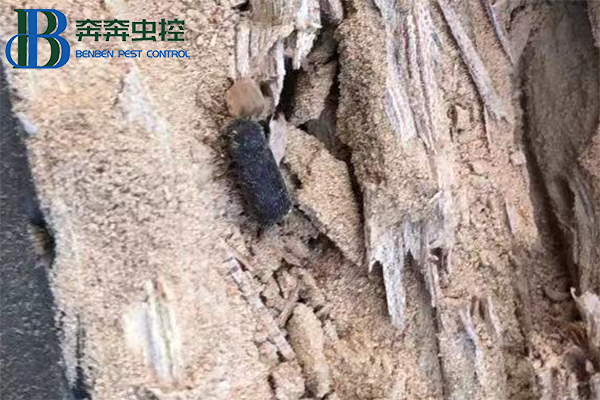 实木家具发现粉蠹虫应该如何防治