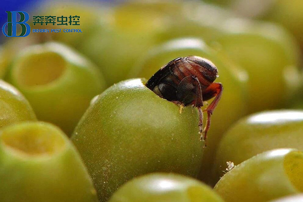 不可小觑的虫子&mdash;&mdash;豆象