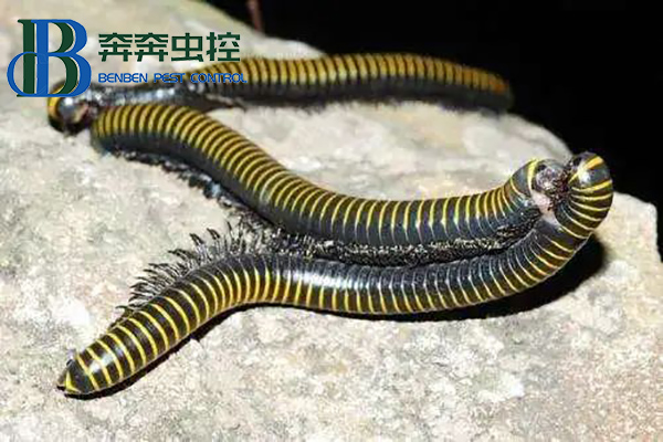 为什么会大量出现马陆？