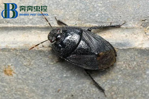 不速之客黑壳虫，是土蝽别怕！