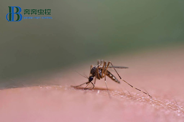 为什么秋天的蚊子咬人更狠？